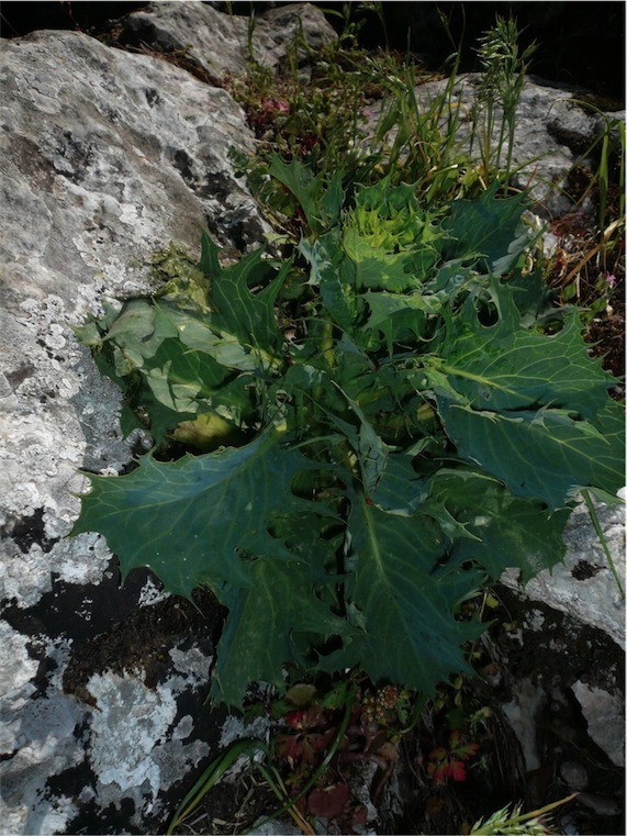 Lactuca longidentata / Lattuga del Monte Albo